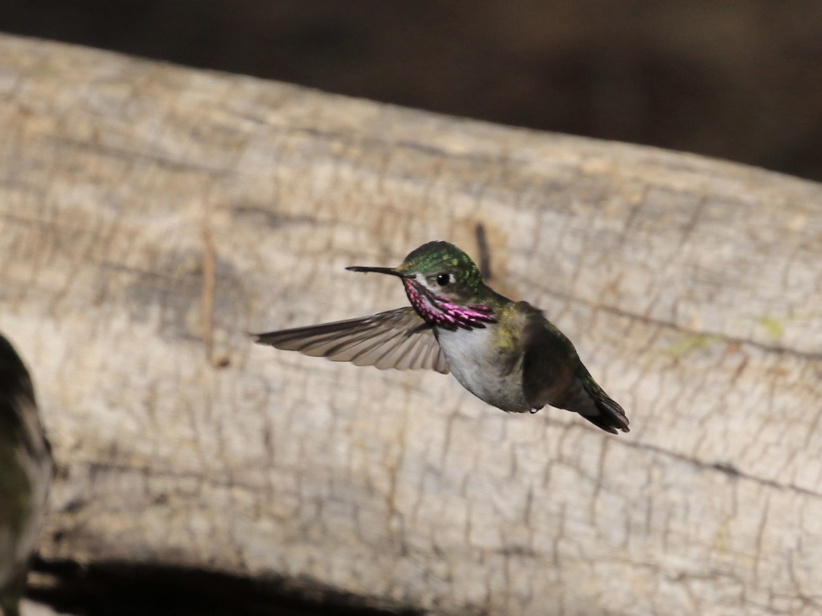 Calliope Hummingbird - ML618494900