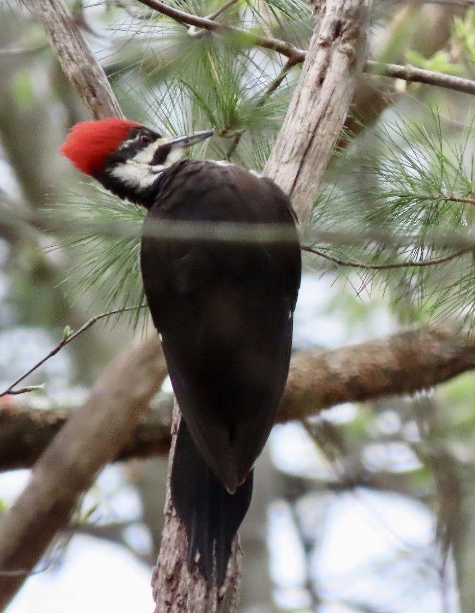 Pileated Woodpecker - ML618494904
