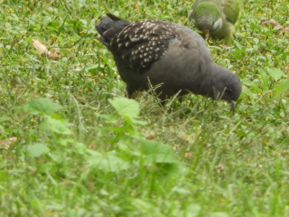 Spot-winged Pigeon - ML618494905