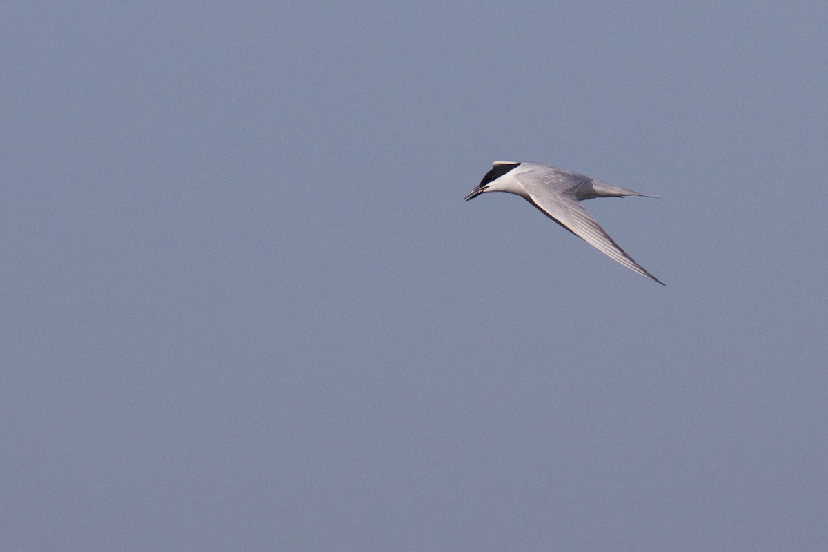 Gull-billed Tern - ML618494911