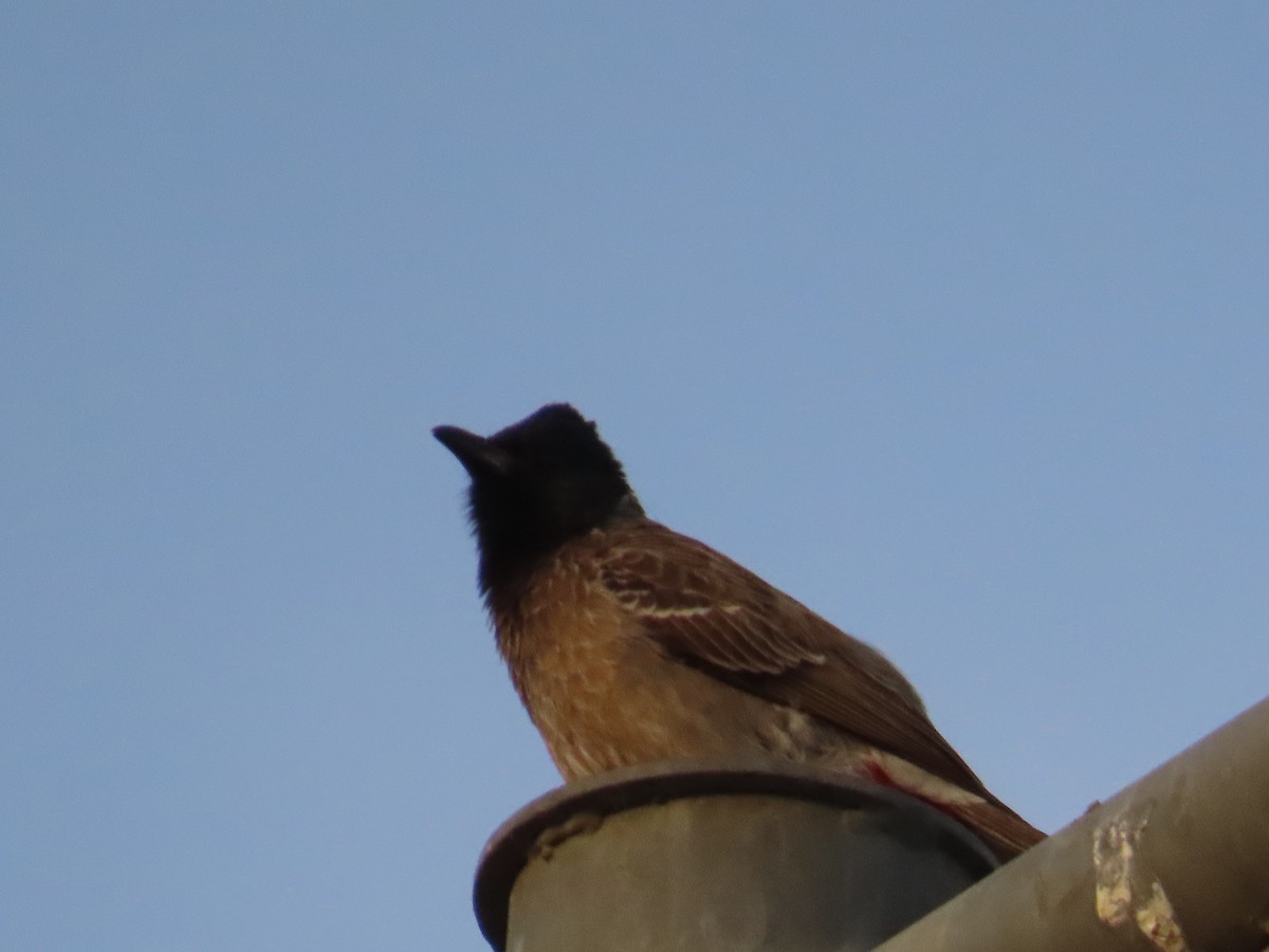 Red-vented Bulbul - ML618494953