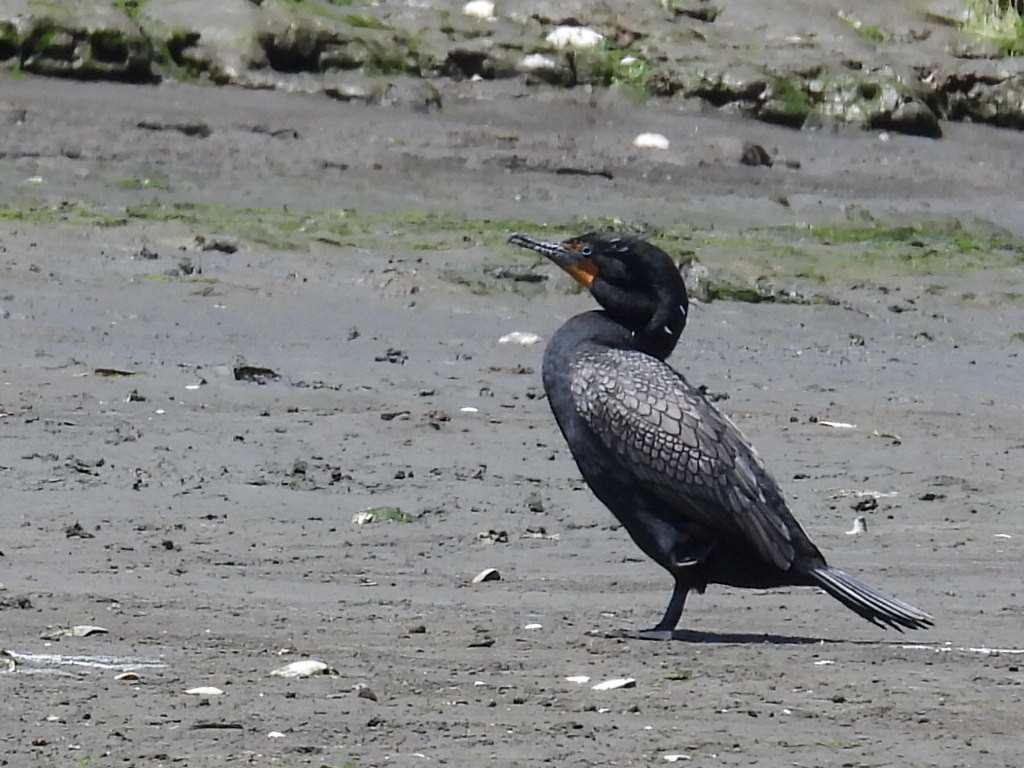 Double-crested Cormorant - Lola Ross