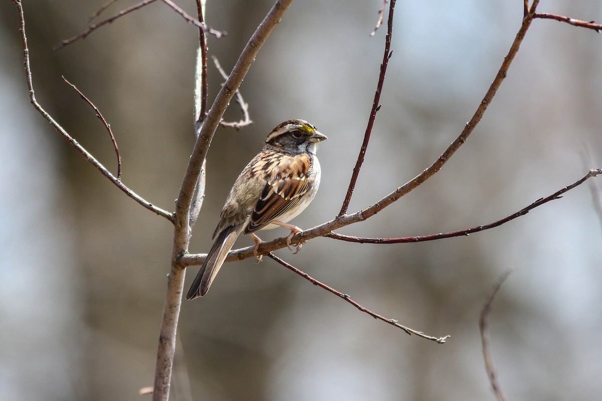 White-throated Sparrow - ML618494970