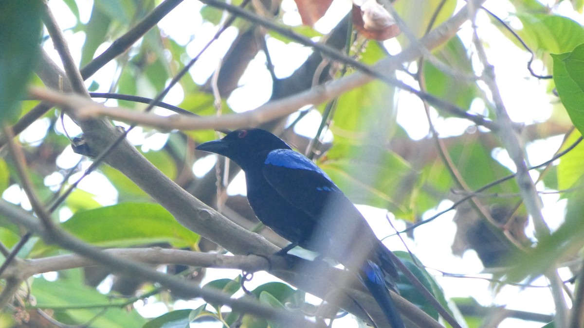 Asian Fairy-bluebird - ML618495001