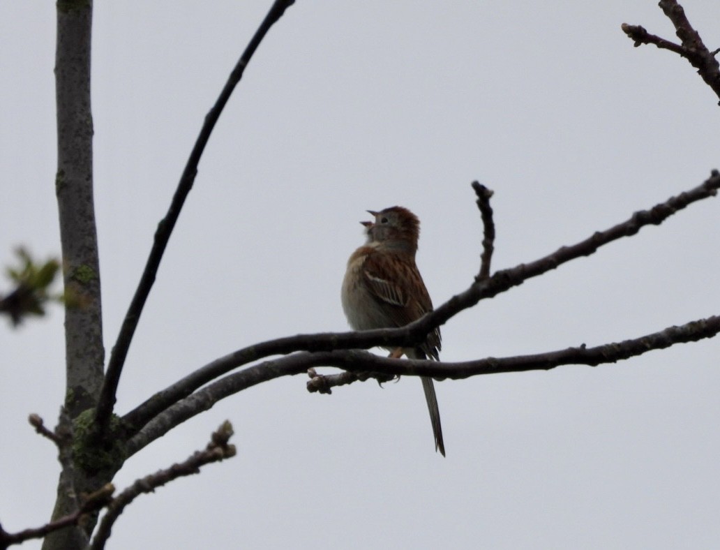 Field Sparrow - ML618495006