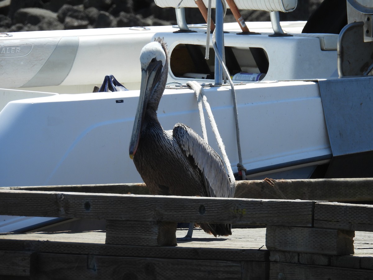 pelikán hnědý - ML618495009