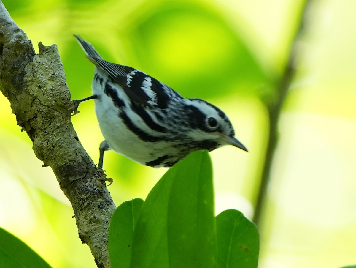 Black-and-white Warbler - ML618495068