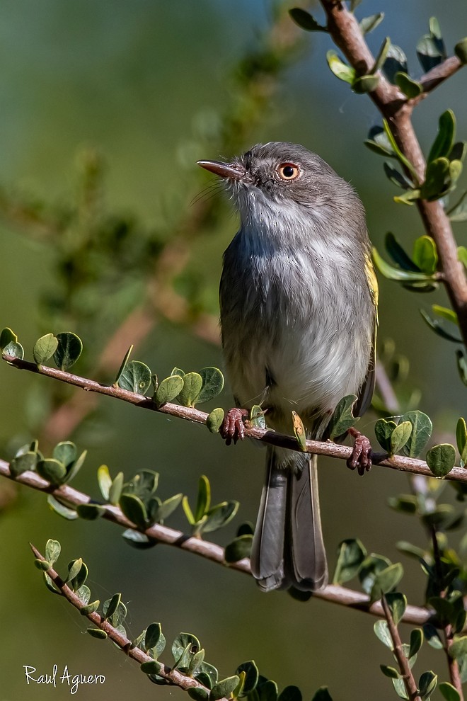 Pearly-vented Tody-Tyrant - ML618495090
