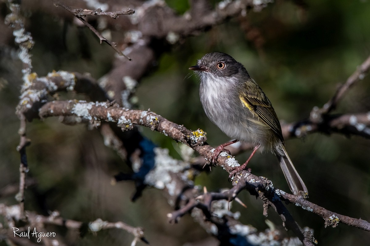 Pearly-vented Tody-Tyrant - ML618495092