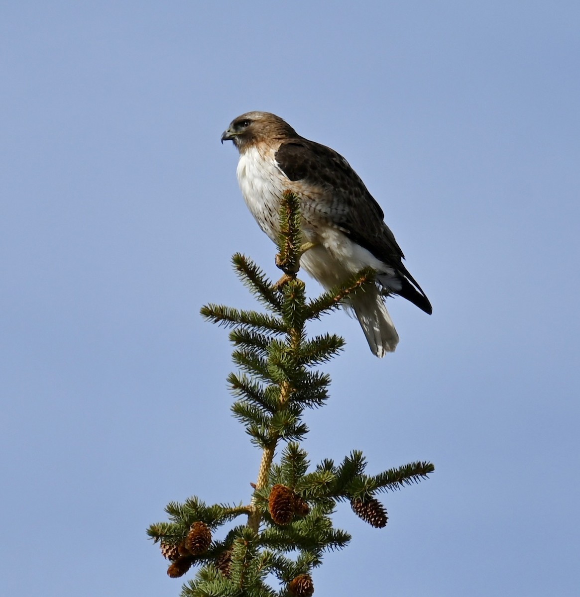 Red-tailed Hawk - ML618495098
