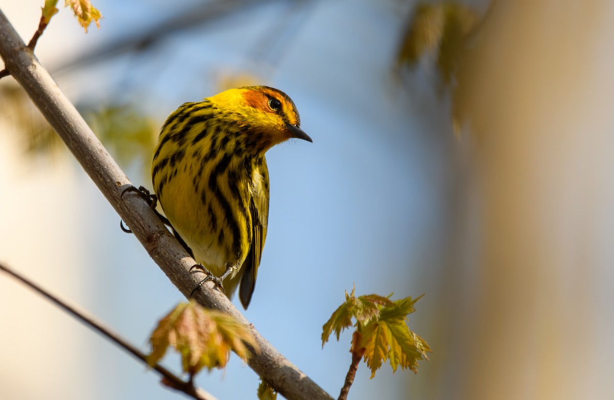 Cape May Warbler - ML618495101