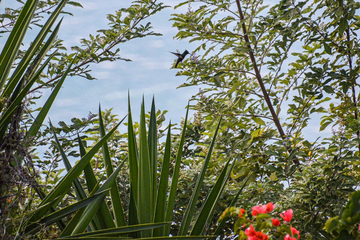 Antillean Crested Hummingbird - ML618495102