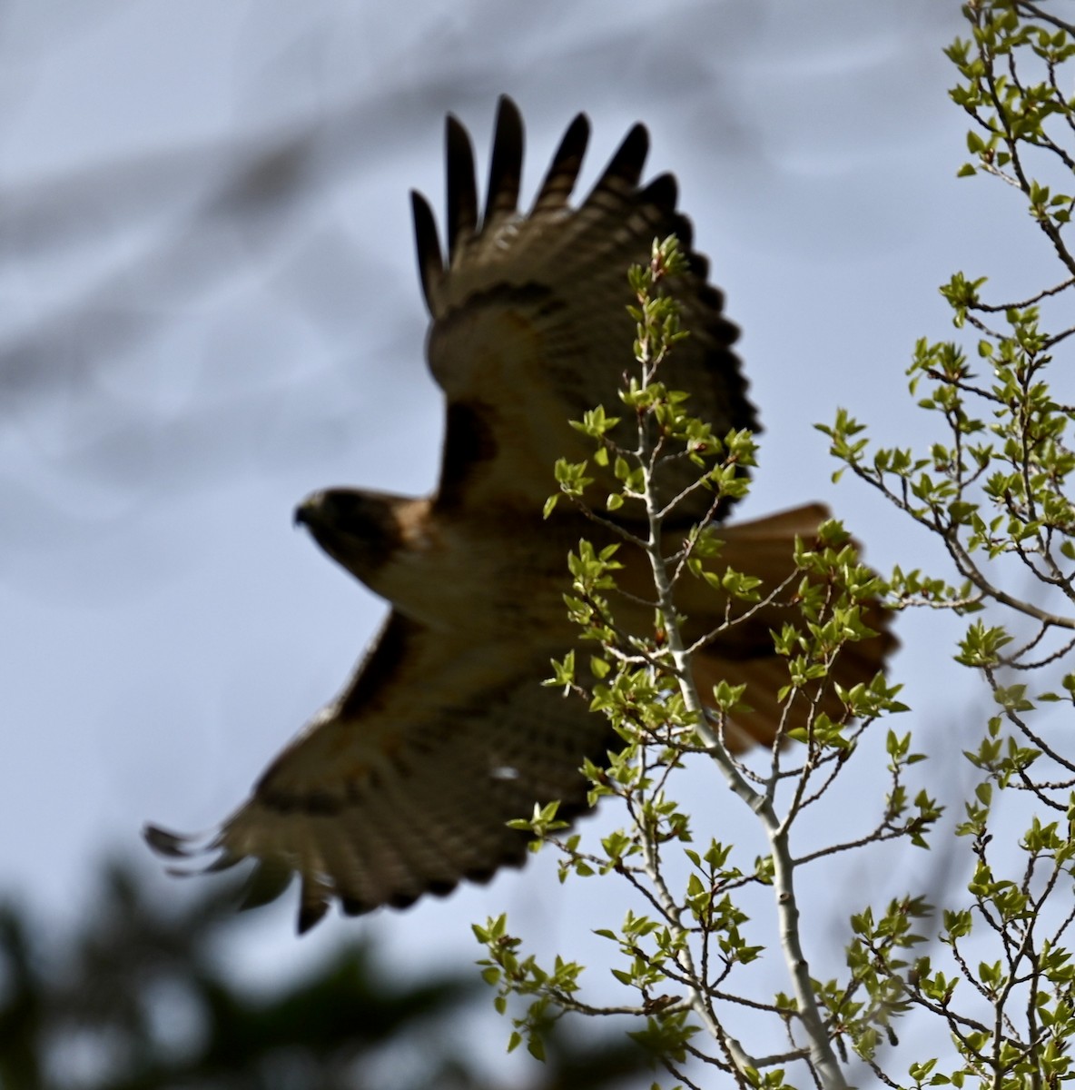 Red-tailed Hawk - ML618495118