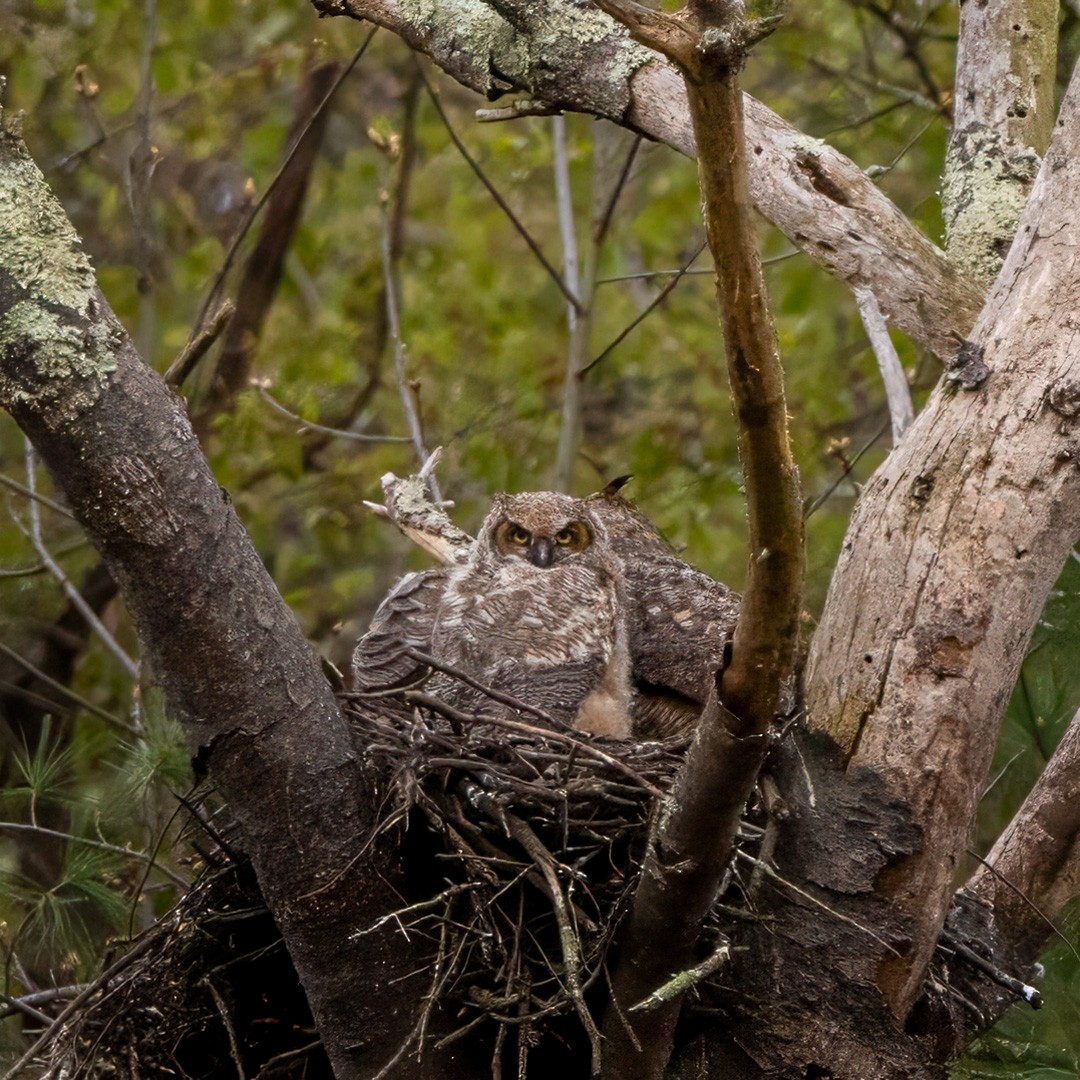 Great Horned Owl - ML618495125