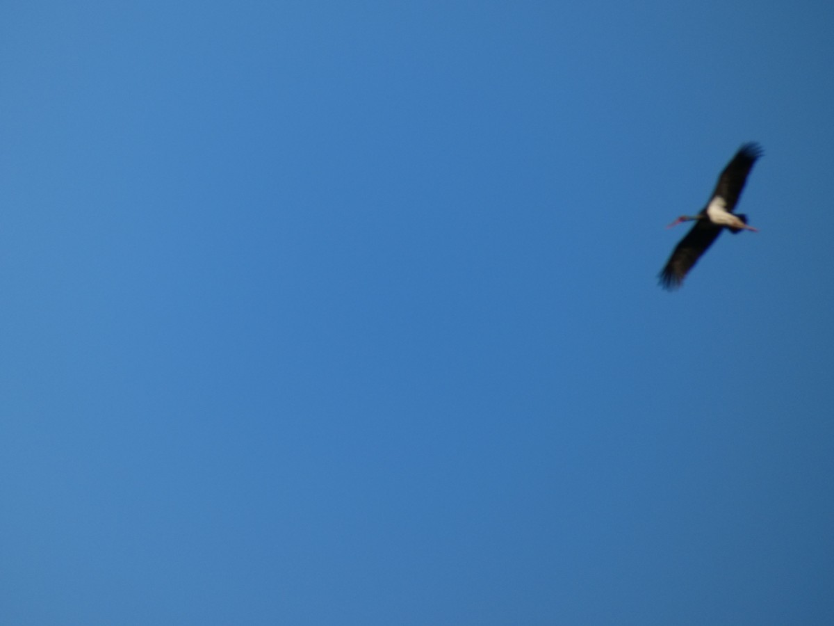 Black Stork - ML618495130