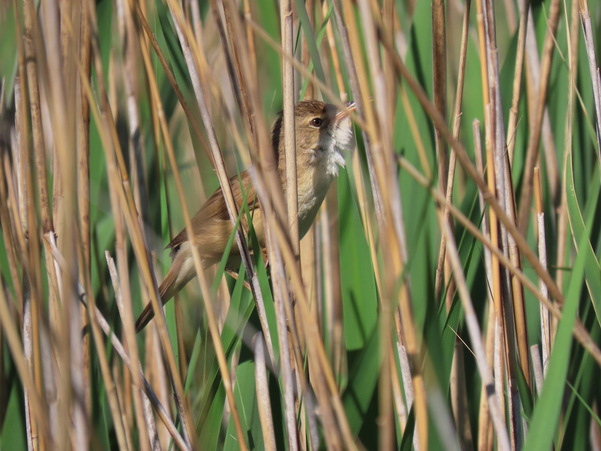 Common Reed Warbler - ML618495134