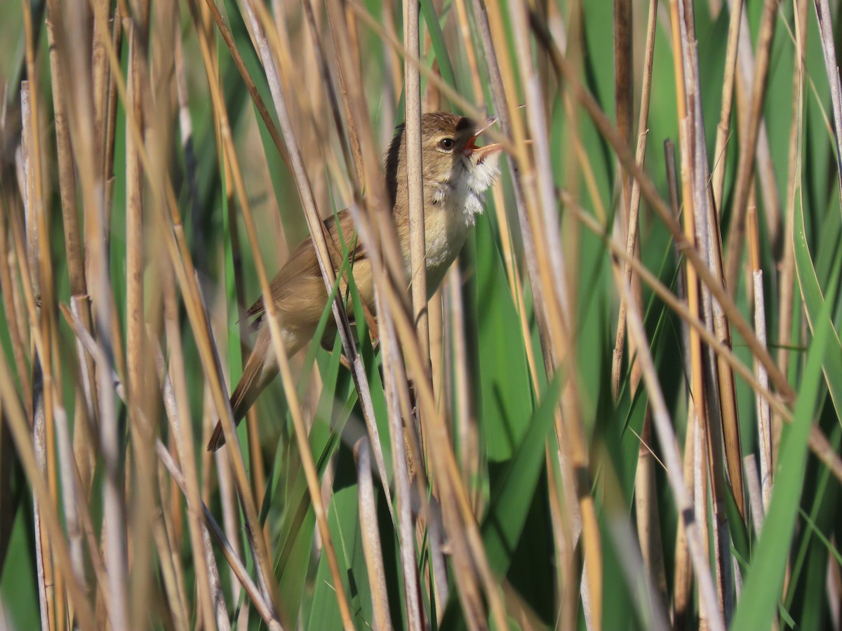 Common Reed Warbler - Andrés Balfagón Sarrión