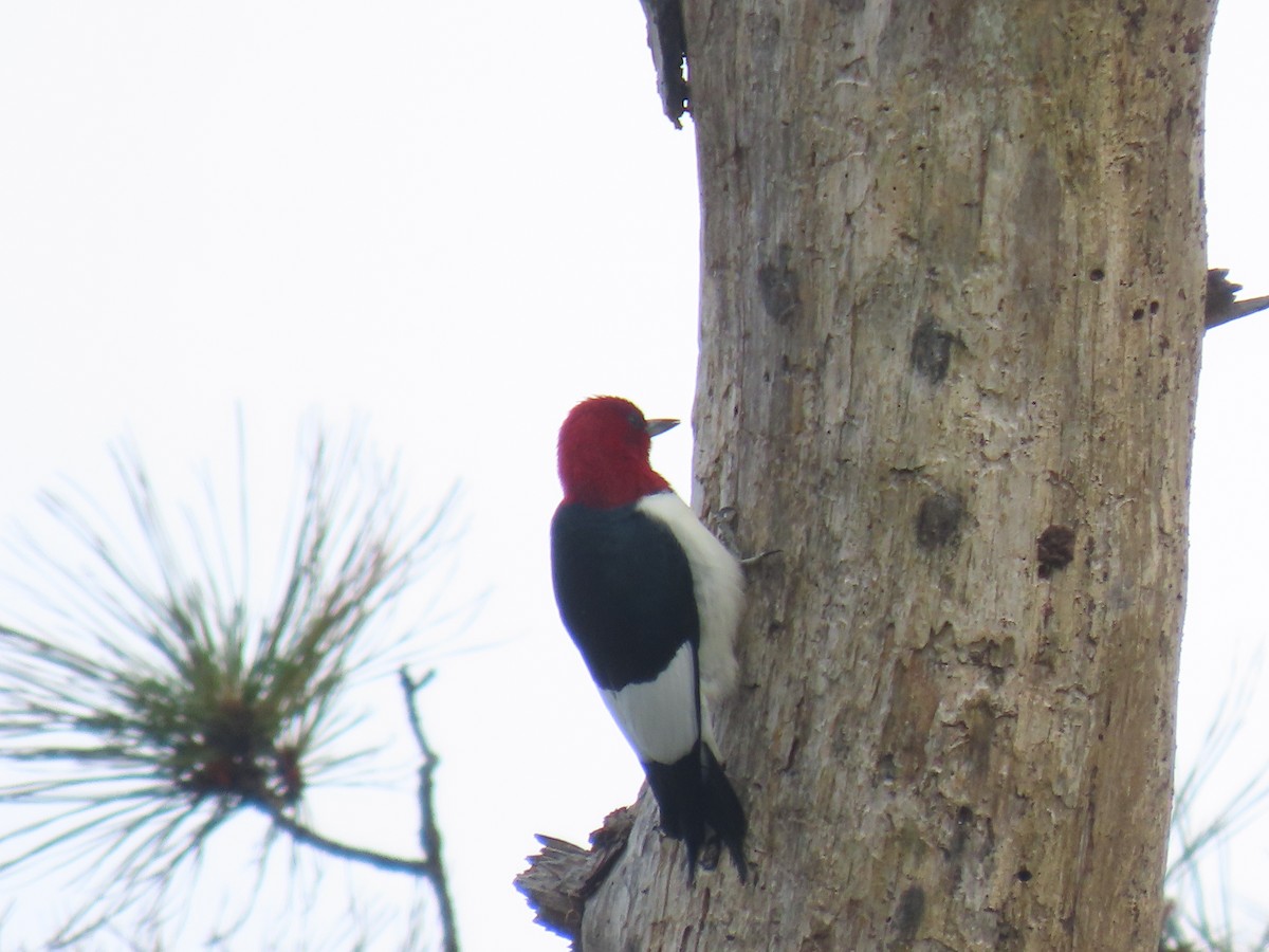Red-headed Woodpecker - ML618495203