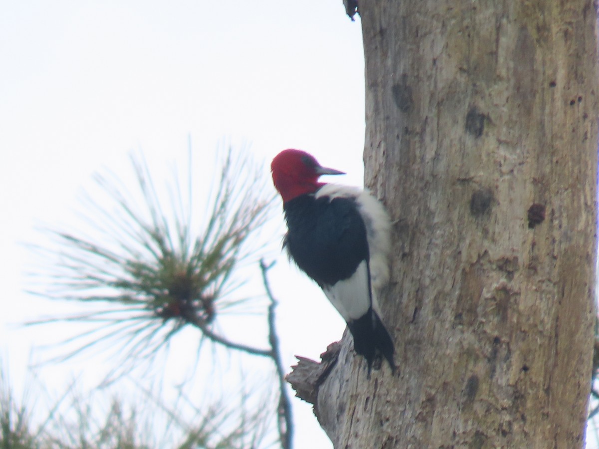 Red-headed Woodpecker - ML618495204