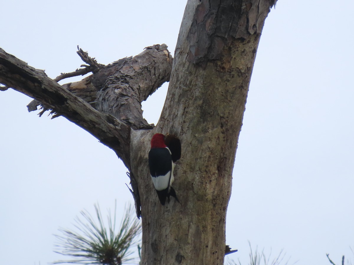 Red-headed Woodpecker - ML618495205