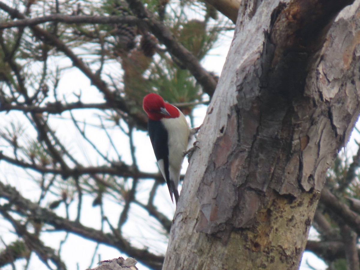 Red-headed Woodpecker - Michael  Moss