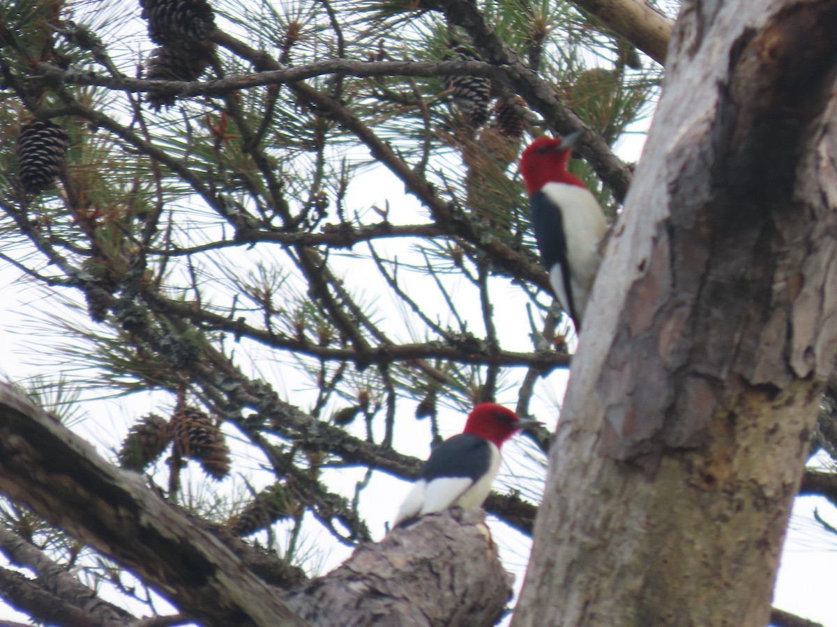 Red-headed Woodpecker - ML618495207