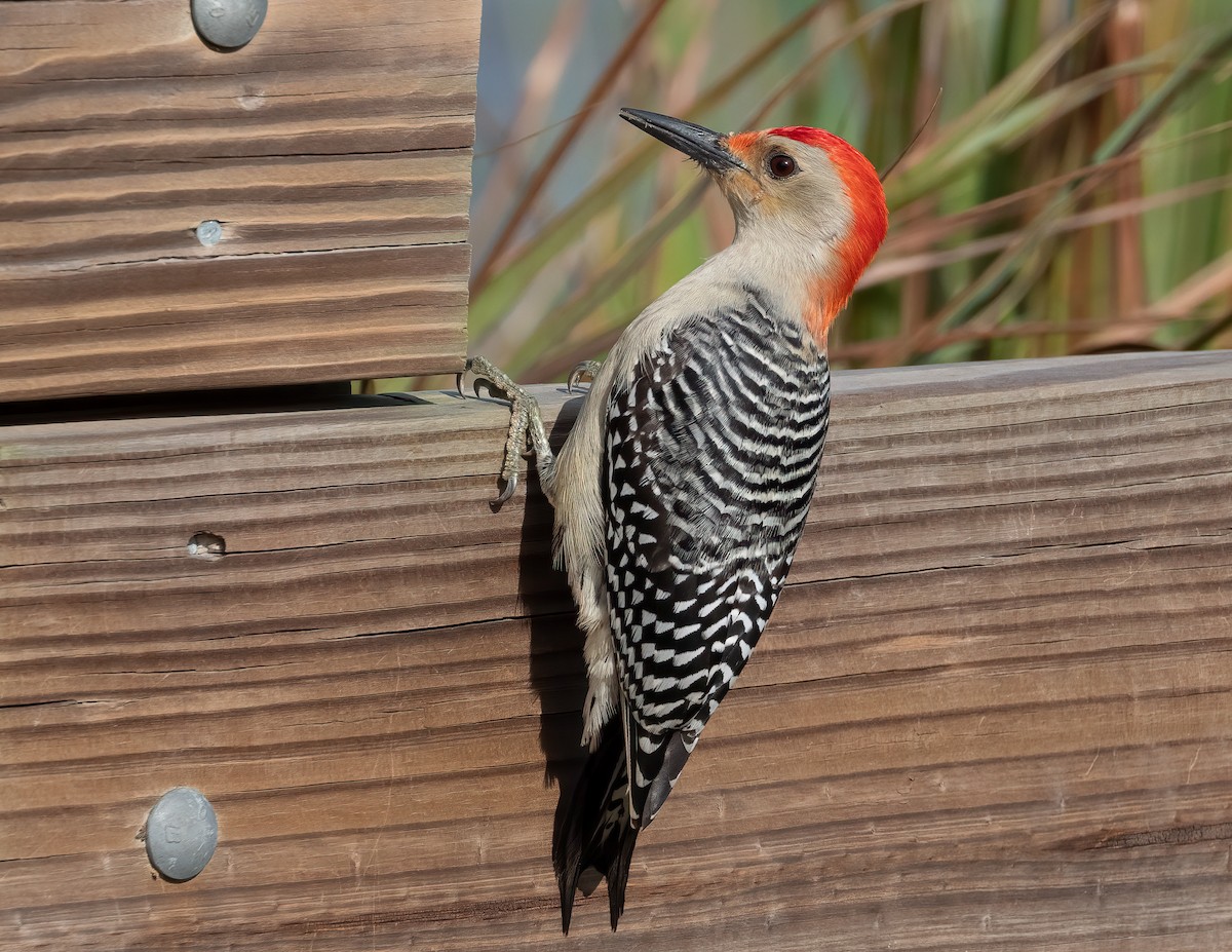 Red-bellied Woodpecker - ML618495216