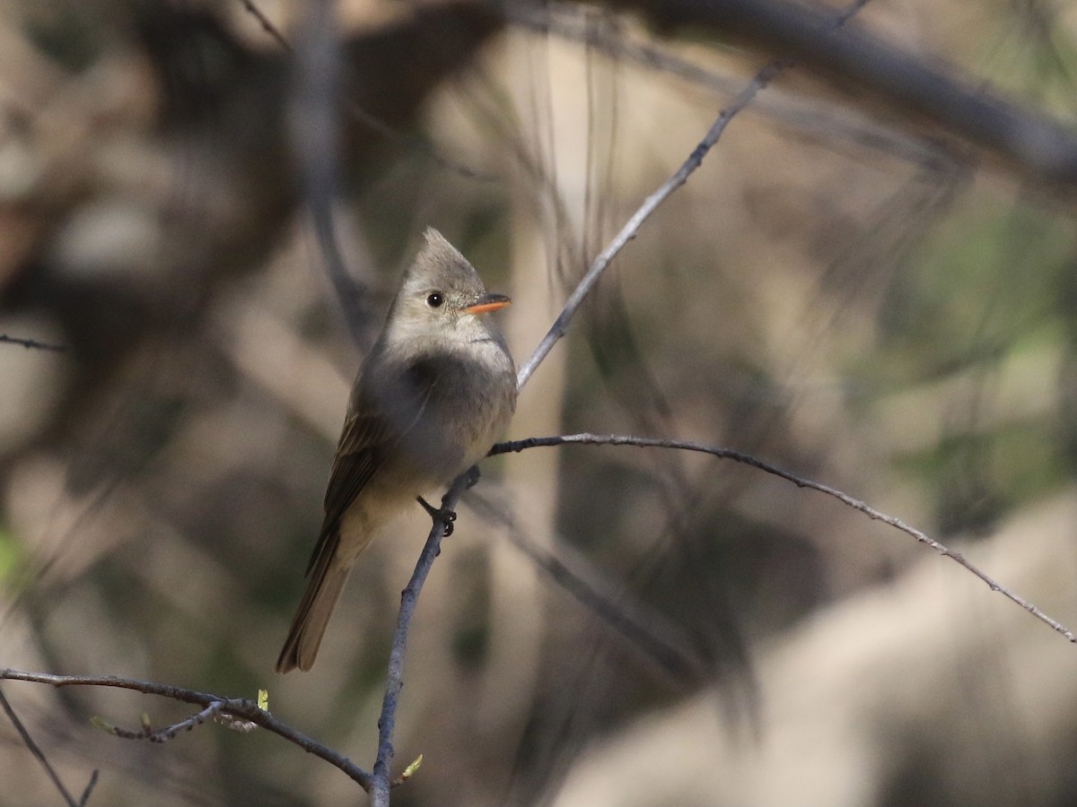 Greater Pewee - ML618495243
