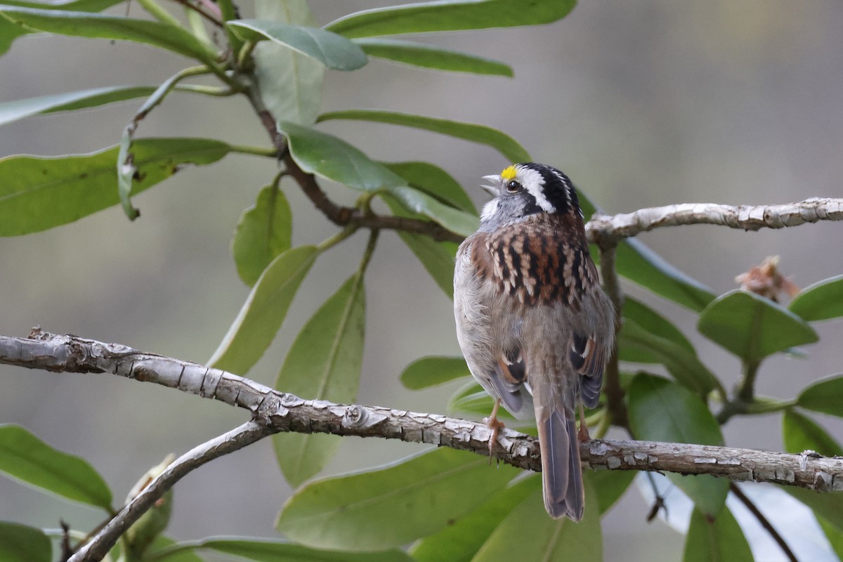 White-throated Sparrow - ML618495249