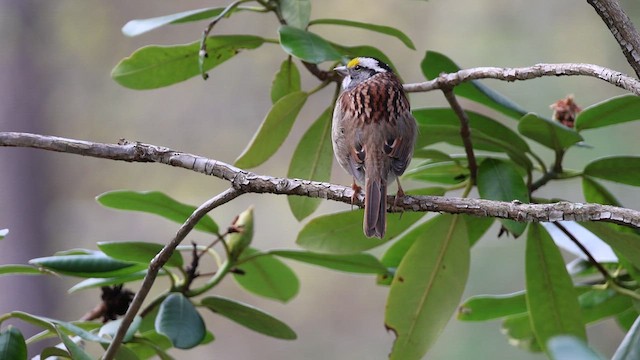 White-throated Sparrow - ML618495259
