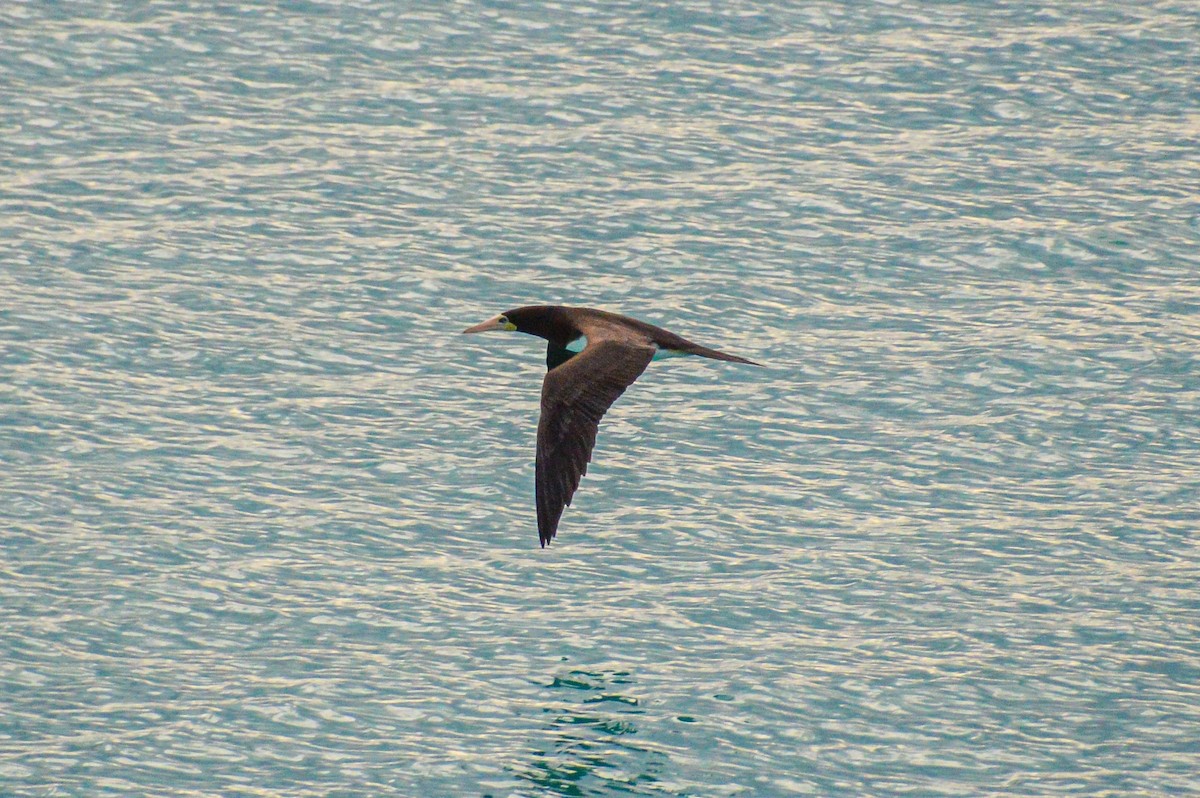 Brown Booby - ML618495278