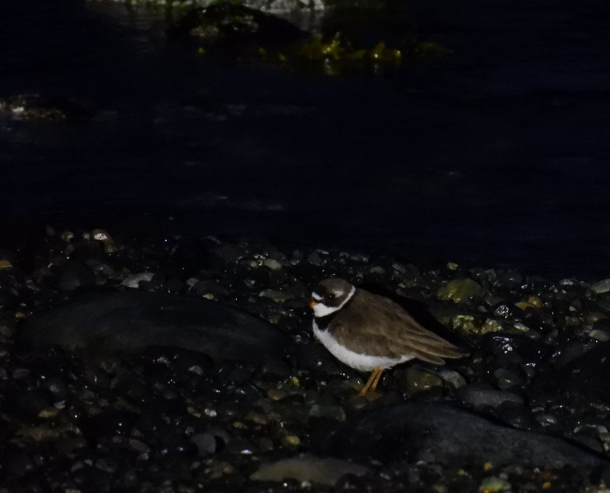 Semipalmated Plover - ML618495289