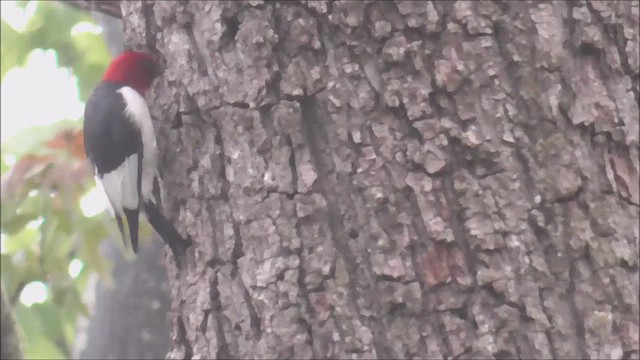 Red-headed Woodpecker - ML618495293