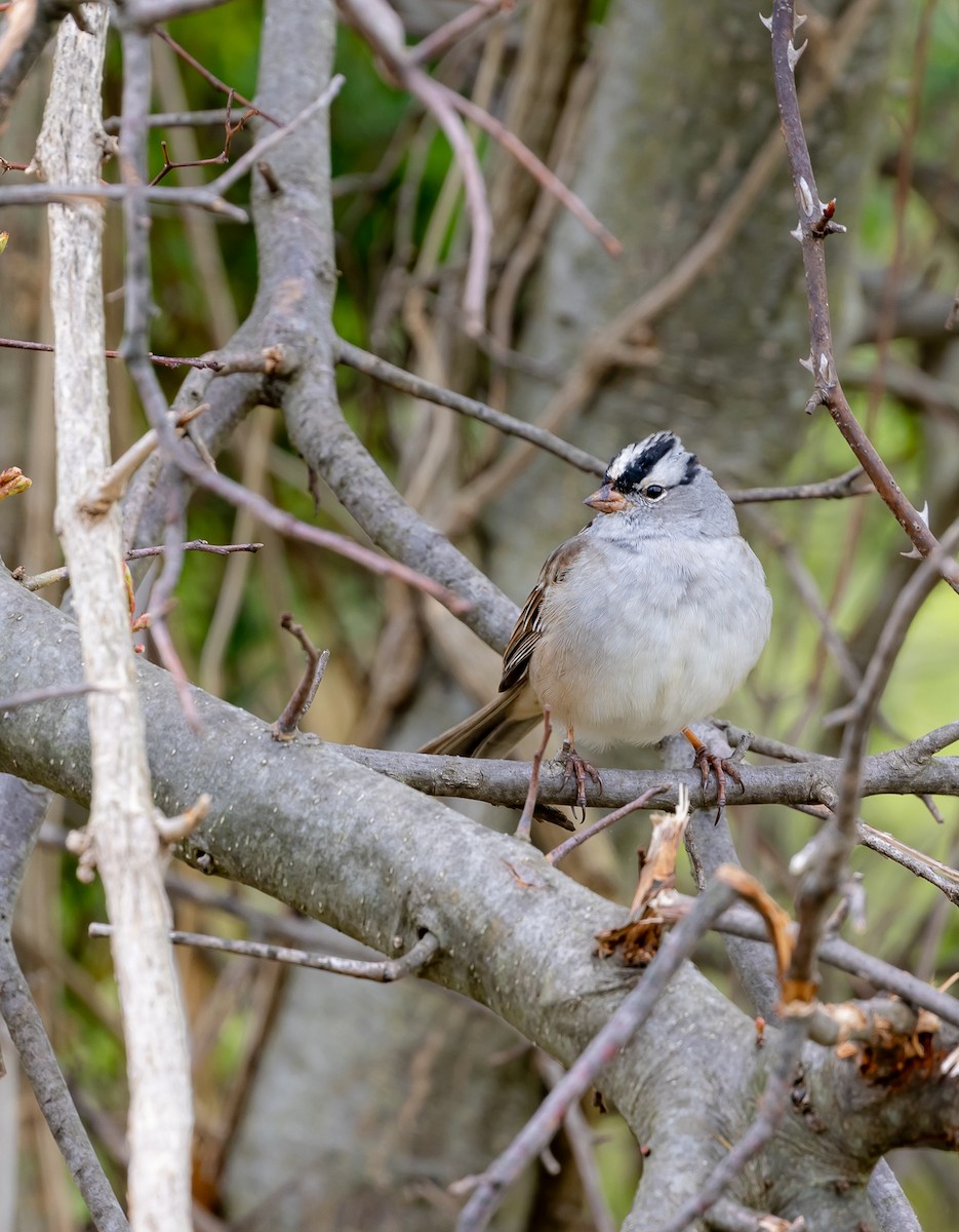 White-crowned Sparrow - ML618495300