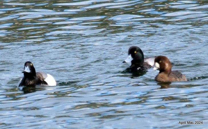 Greater Scaup - April MacLeod
