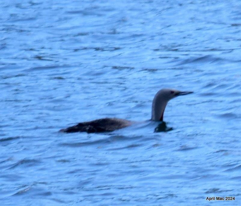 Red-throated Loon - ML618495317