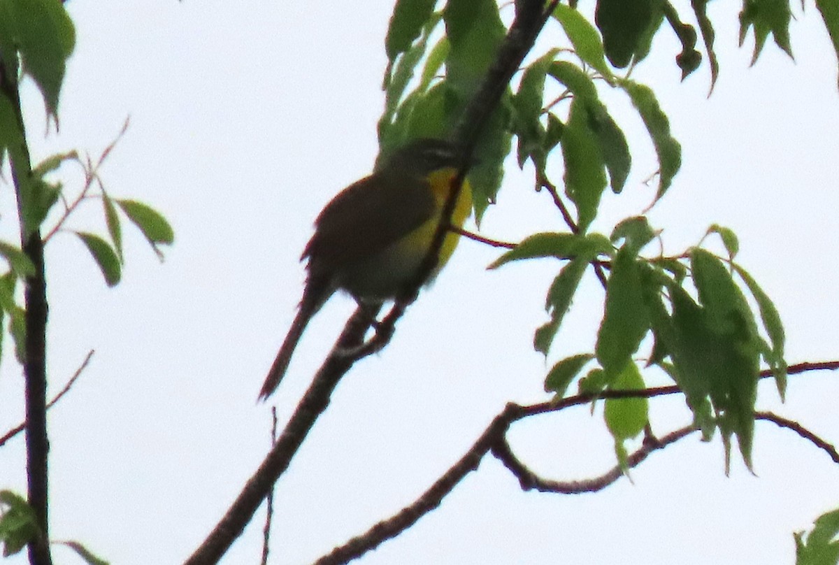 Yellow-breasted Chat - ML618495332