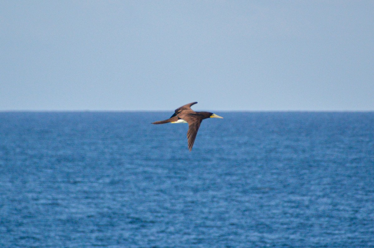 Brown Booby - ML618495342