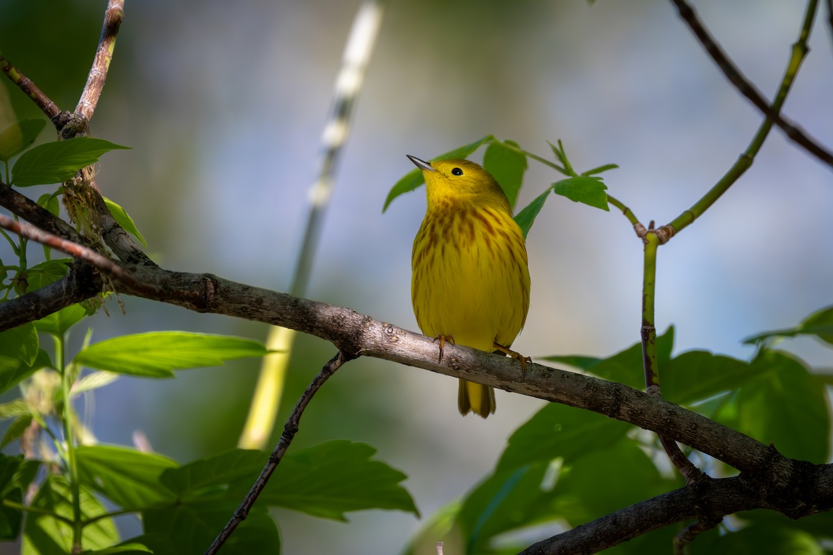 Yellow Warbler - Myron Peterson