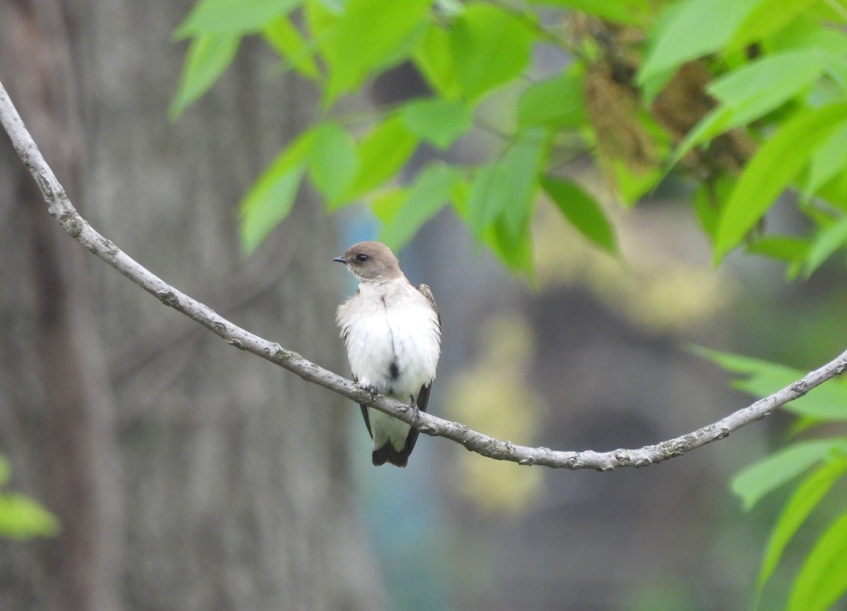 Northern Rough-winged Swallow - ML618495381
