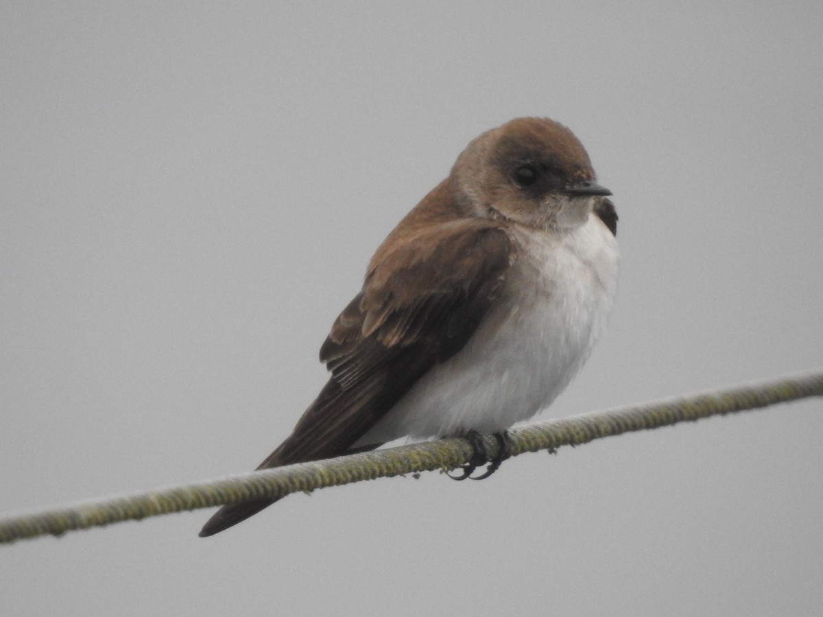 Northern Rough-winged Swallow - ML618495410