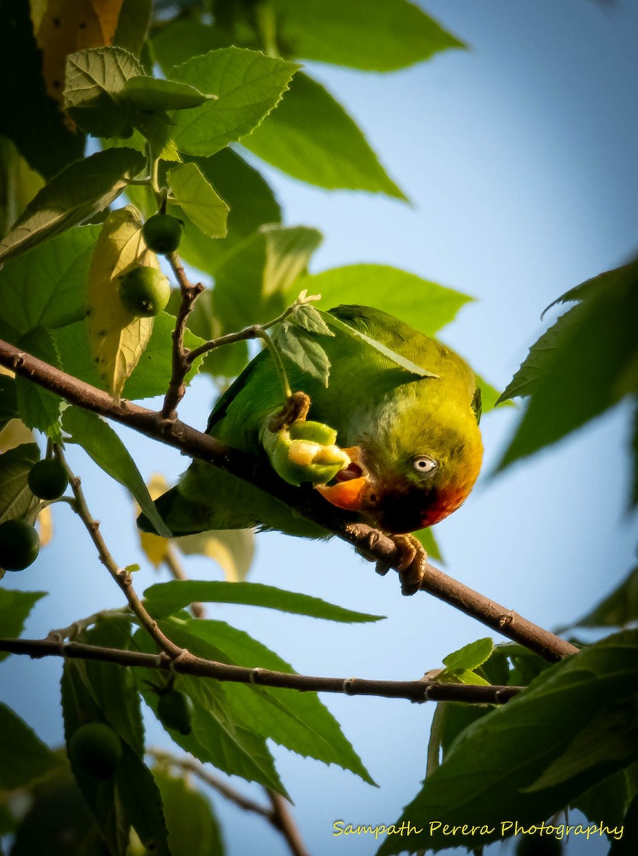 Sri Lanka Hanging-Parrot - ML618495414