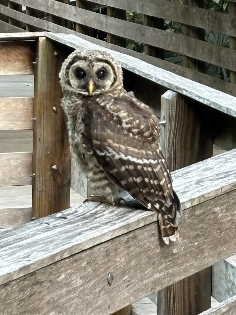 Barred Owl - ML618495424