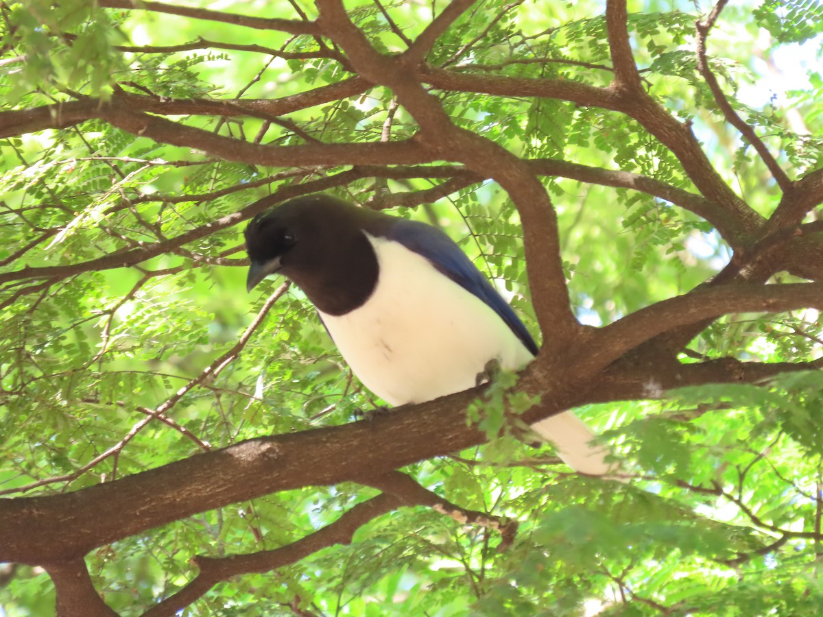 Curl-crested Jay - ML618495459