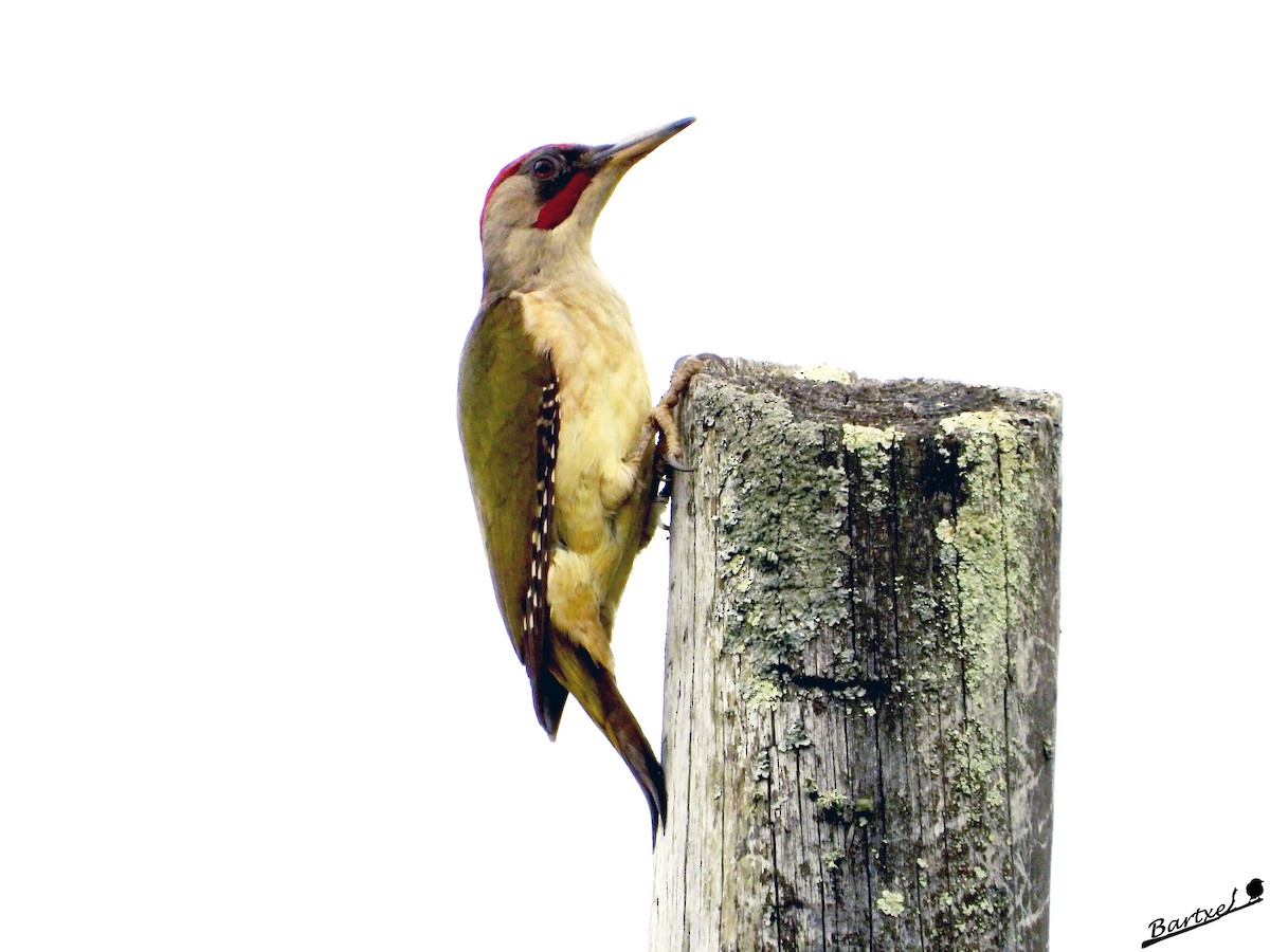 Iberian Green Woodpecker - J. Alfonso Diéguez Millán 👀