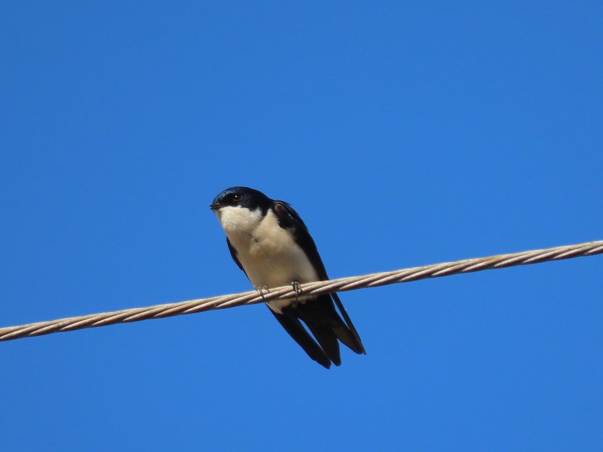 Blue-and-white Swallow - ML618495497
