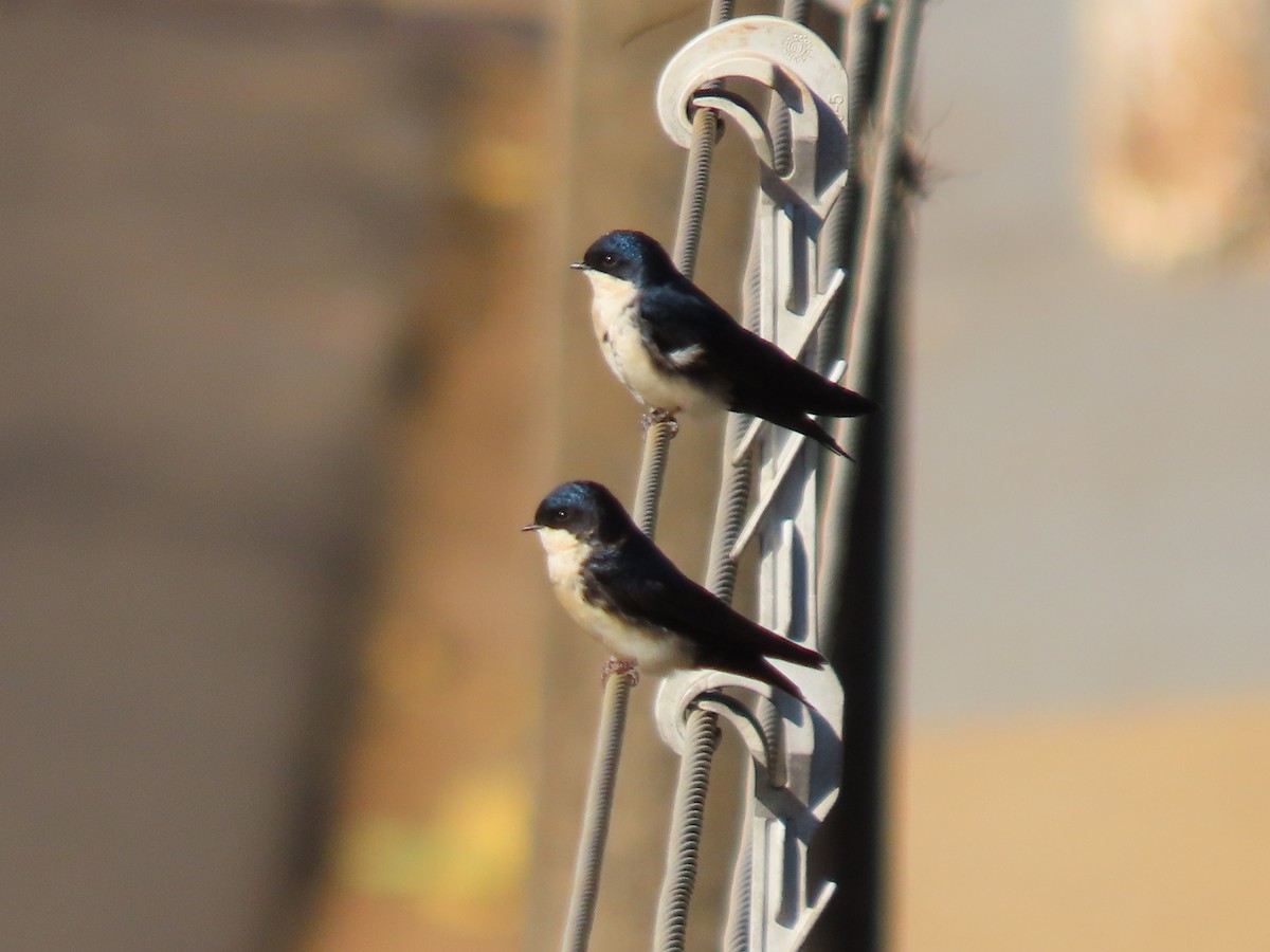 Blue-and-white Swallow - Márcio Alves Cardoso