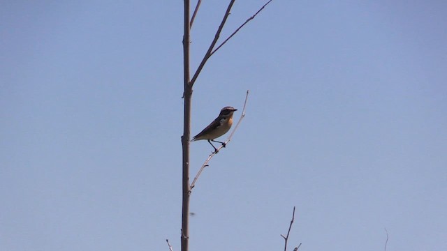 Whinchat - ML618495528