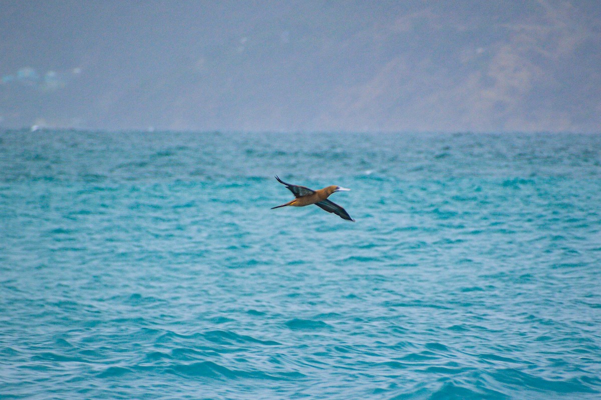 Brown Booby - ML618495533