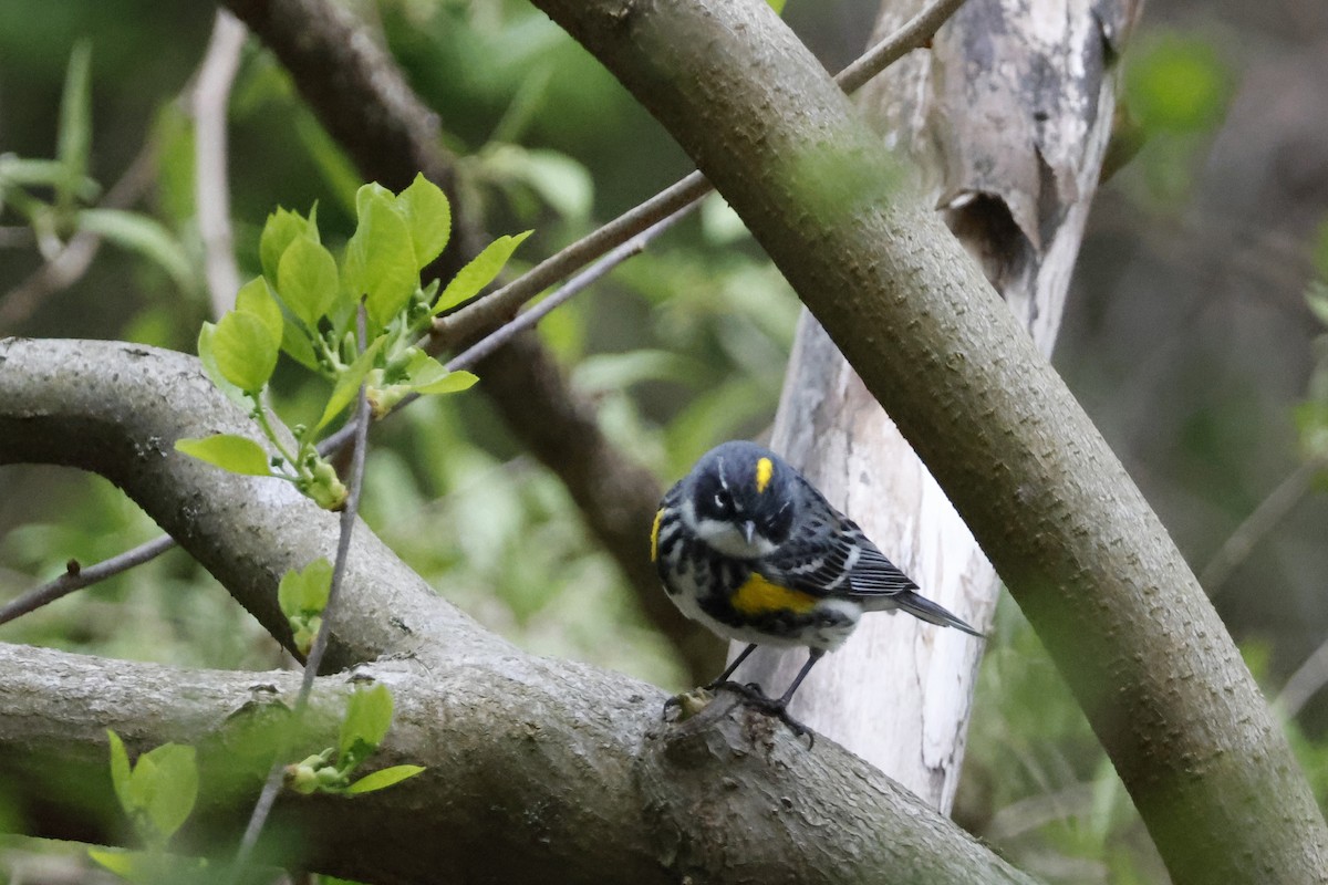 Yellow-rumped Warbler (Myrtle) - ML618495542